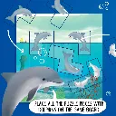SGT-310_DOLPHINS_claimen_web.webp